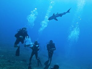 gili-shark-point-diving