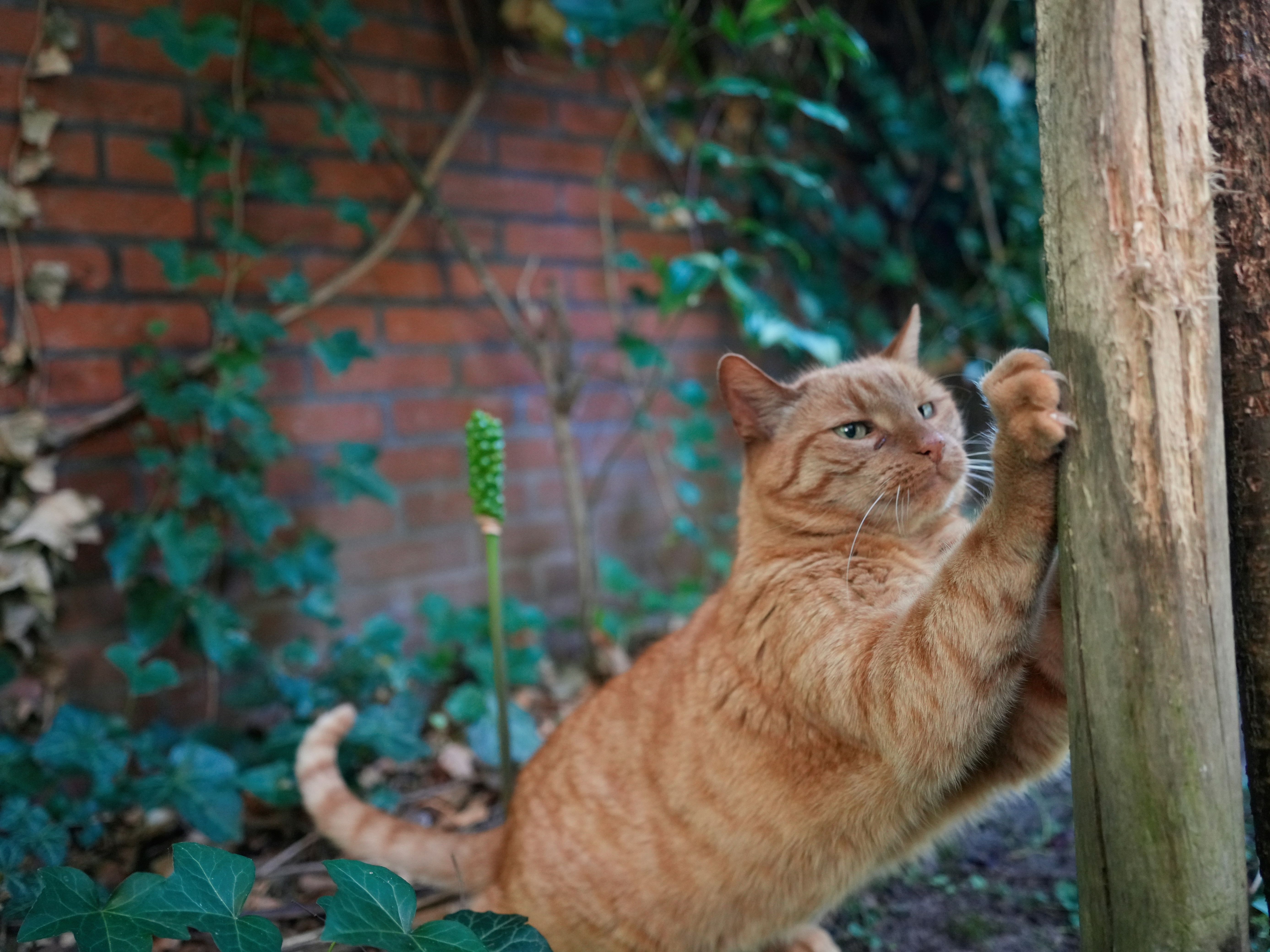 mainan kucing ramah lingkungan, manfaat/ keunggulannya mainan kucing ramah lingkungan, manfaat/ keunggulannya