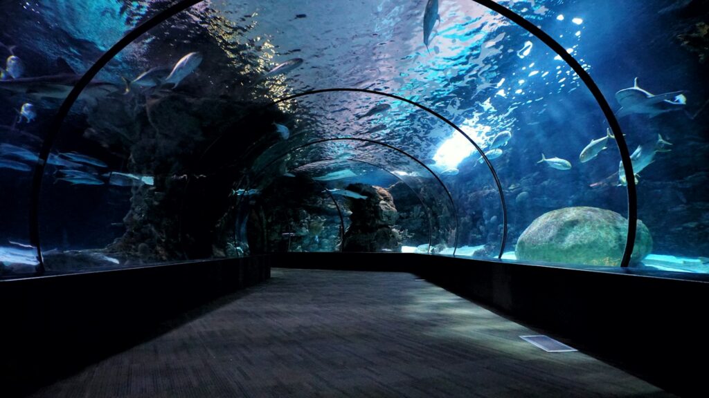 Tunnel akuarium dengan kawanan ikan berenang, suasana seru di Jakarta Aquarium Safari