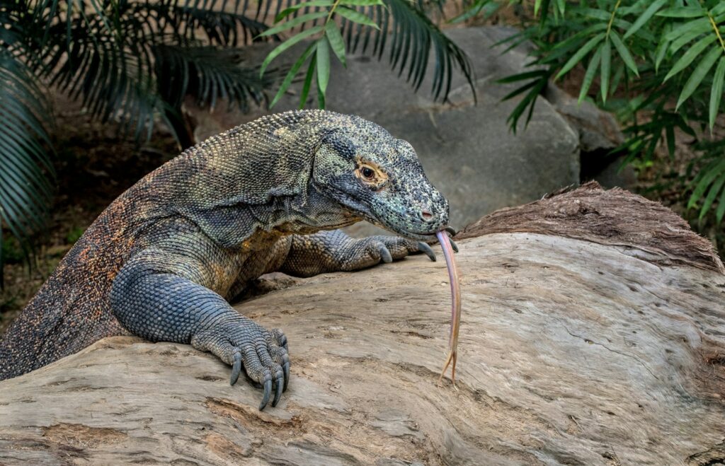 Komodo dewasa berjalan di tanah kering Pulau Komodo