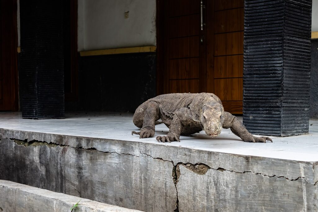 Komodo dragon berjalan di Pulau Rinca, Taman Nasional Komodo, Labuan Bajo