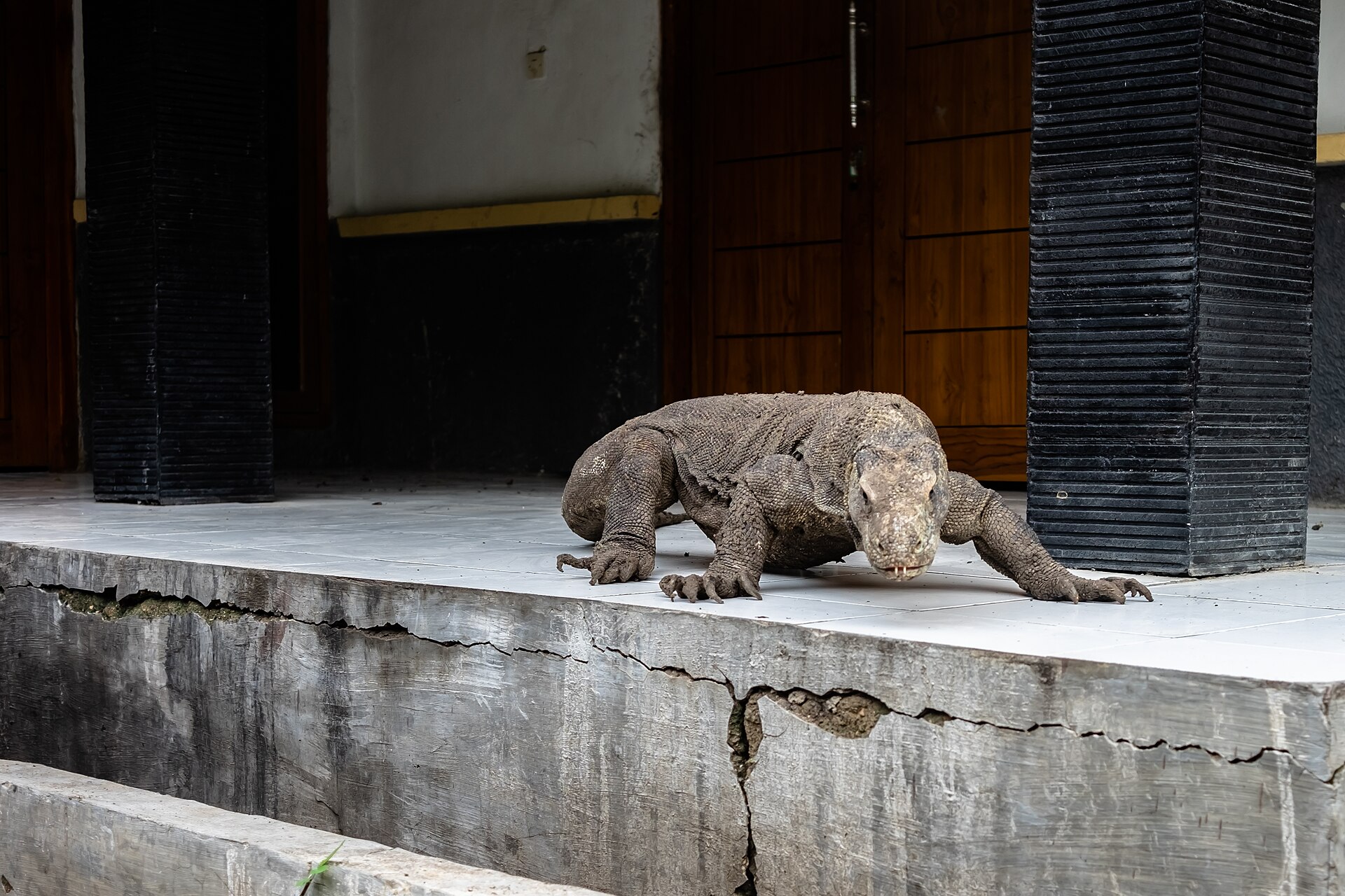 Pulau Rinca vs Pulau Komodo: Mana yang Lebih Baik untuk Melihat Komodo?