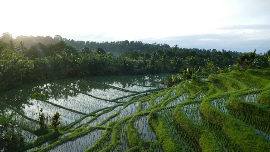 Panorama sawah bertingkat Terasering Ngargogondo saat matahari pagi terbit